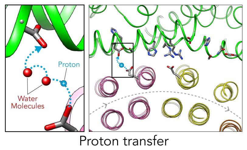 Close-up of molecular Ferris wheel delivering protons via a water wire 