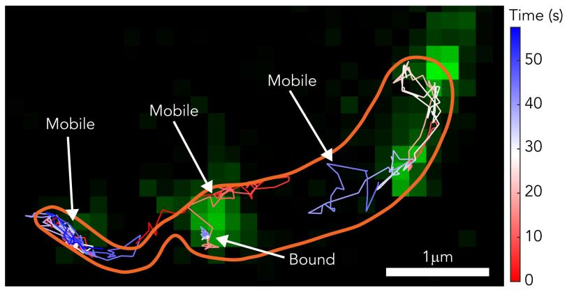 Still image from molecular movie of microbial shell assembly 