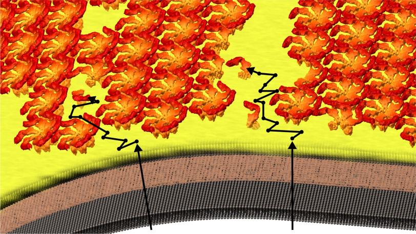 Illustration of shell assembly process