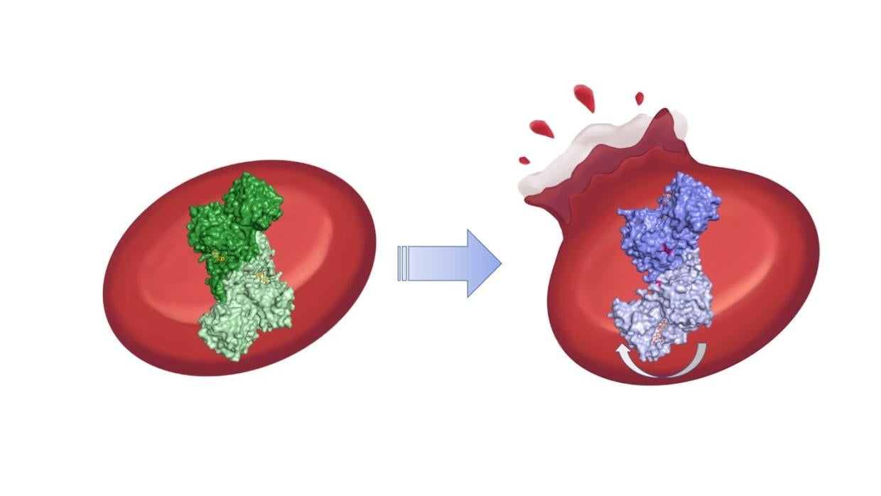 Red blood cells containing enzymes. One, with a bent enzyme, bursts.