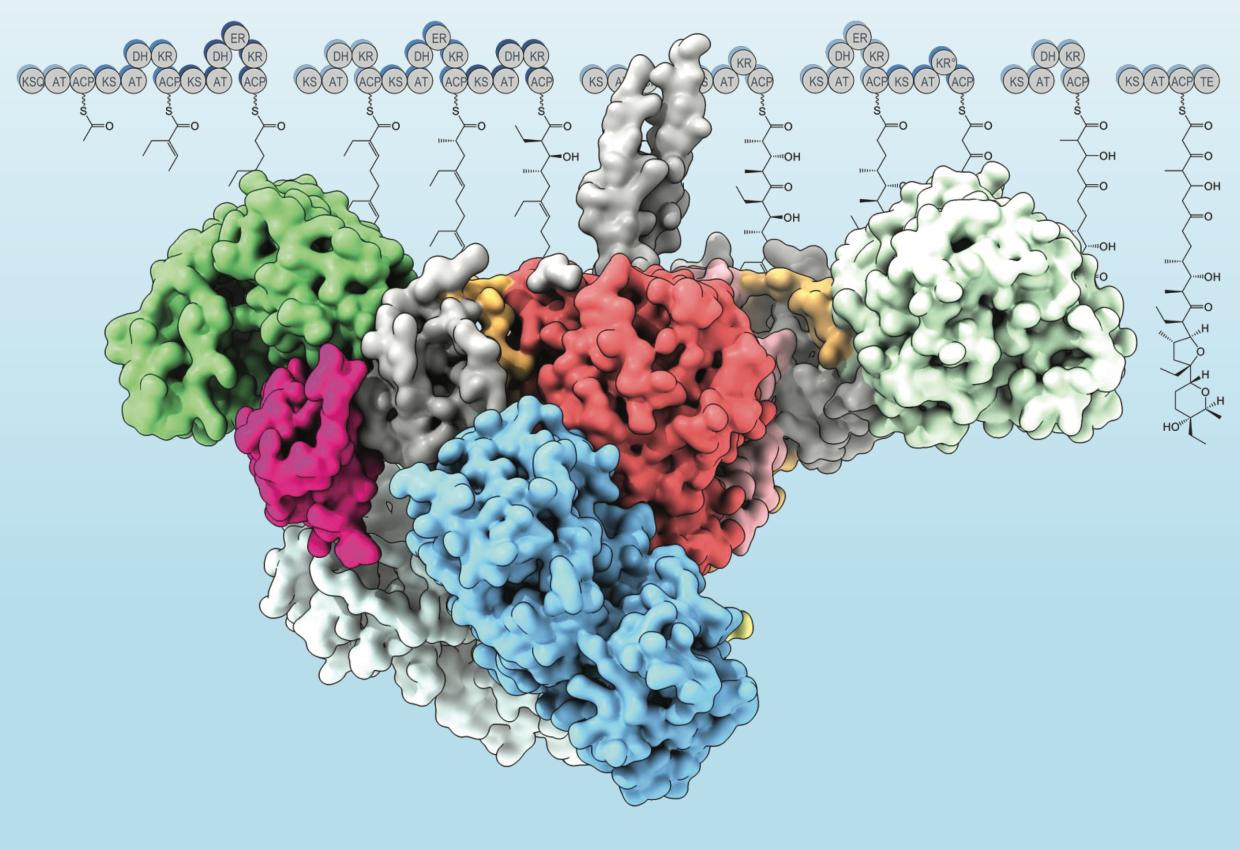 A model of the Lsd14 molecule