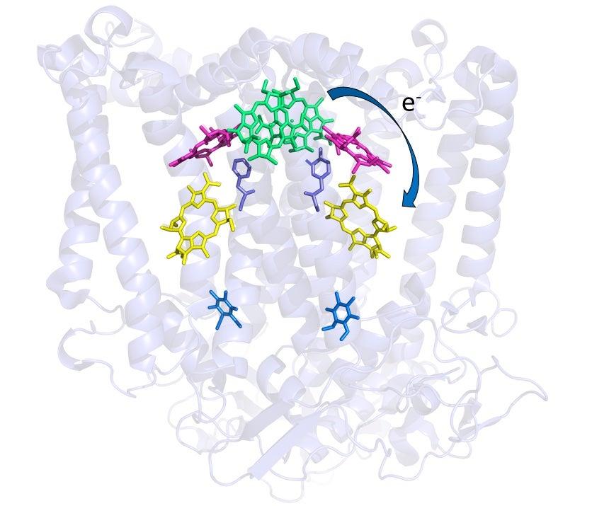 A diagram of a protein molecule with white spirals and multicolored webs indicating key parts of the molecule.