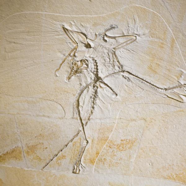 The Thermopolis Archaeopteryx Fossil.