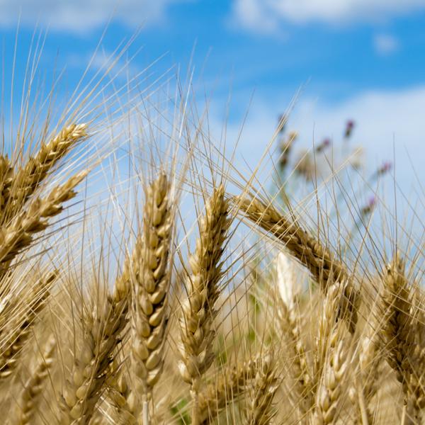 Close up of wheat in a field.