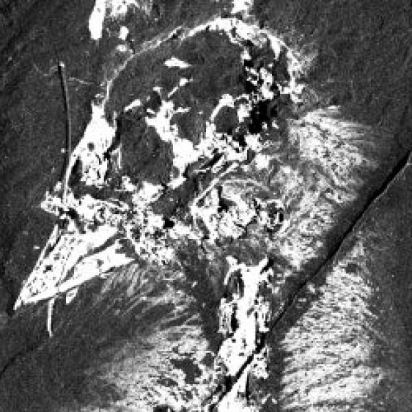 calcium distribution in Confuciusornis sanctus