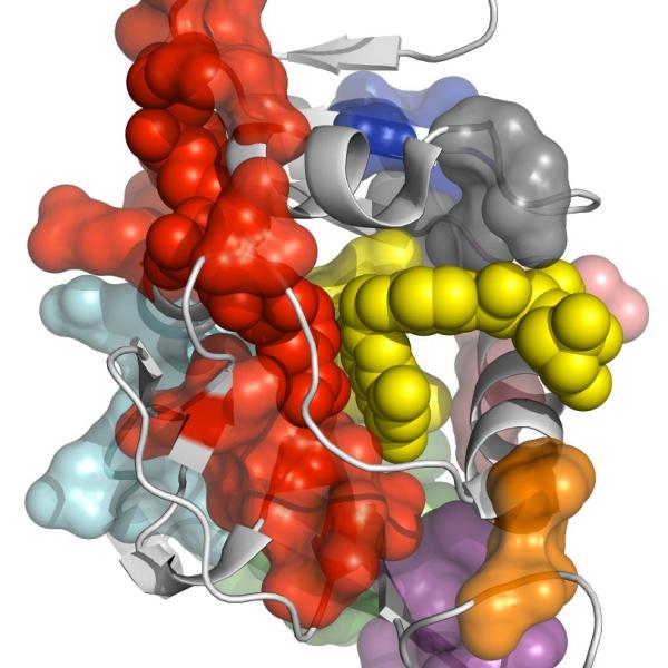 Image - This 3-D figure of the enzyme dihydrofolate r...