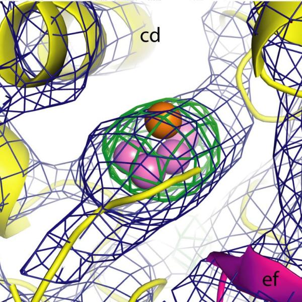 Photosystem II Molecular Cluster