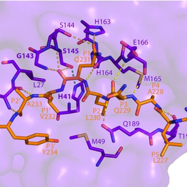 This image shows how SARS-CoV-2 Mpro recognizes and cuts NEMO based on the crystal structure determined using a powerful X-ray beam at SSRL Beam Line 12-2. (SLAC National Accelerator Laboratory)